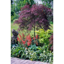 Клен віяловий / пальмолистий / япоський Гарнет |  Acer Palmatum Garnet | Клён веерный / пальмолистый / япоский Гарнет