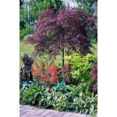Клен віяловий / пальмолистий / япоський Гарнет |  Acer Palmatum Garnet | Клён веерный / пальмолистый / япоский Гарнет