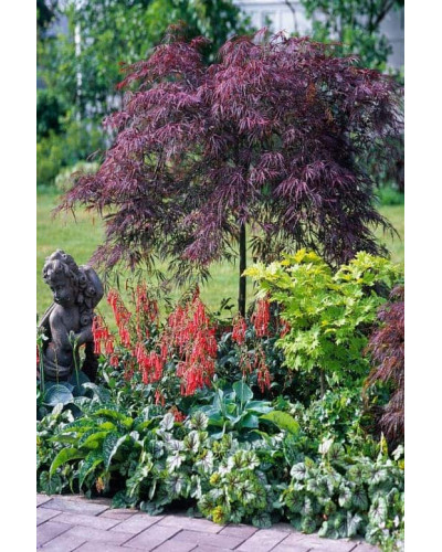 Клен віяловий / пальмолистий / япоський Гарнет | Acer Palmatum Garnet | Клён веерный / пальмолистый / япоский Гарнет