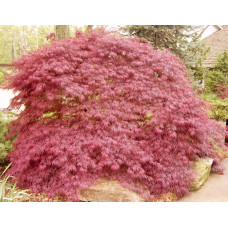 Клен віяловий / пальмолистий / япоський Гарнет |  Acer Palmatum Garnet | Клён веерный / пальмолистый / япоский Гарнет