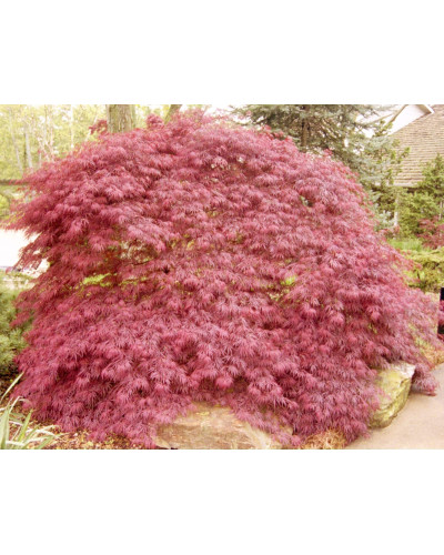 Клен віяловий / пальмолистий / япоський Гарнет | Acer Palmatum Garnet | Клён веерный / пальмолистый / япоский Гарнет