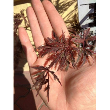 Клен віяловий / пальмолистий / япоський Гарнет |  Acer Palmatum Garnet | Клён веерный / пальмолистый / япоский Гарнет