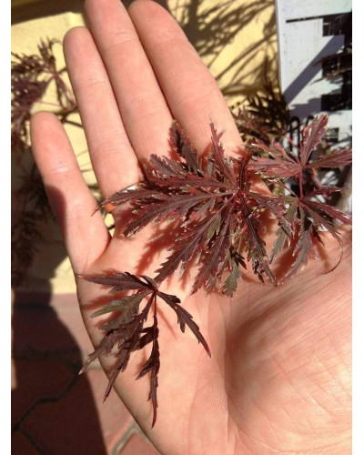 Клен віяловий / пальмолистий / япоський Гарнет | Acer Palmatum Garnet | Клён веерный / пальмолистый / япоский Гарнет