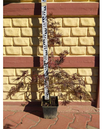 Клен віяловий / пальмолистий / япоський Гарнет | Acer Palmatum Garnet | Клён веерный / пальмолистый / япоский Гарнет