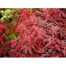 Клен віяловий / пальмолистий / япоський Гарнет |  Acer Palmatum Garnet | Клён веерный / пальмолистый / япоский Гарнет