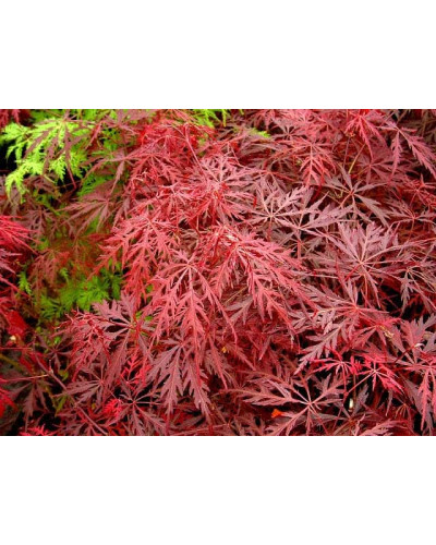 Клен віяловий / пальмолистий / япоський Гарнет | Acer Palmatum Garnet | Клён веерный / пальмолистый / япоский Гарнет