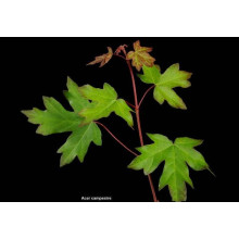 Клен польовий (для живоплоту) | Acer campestre | Клен полевой (для живой изгороди)