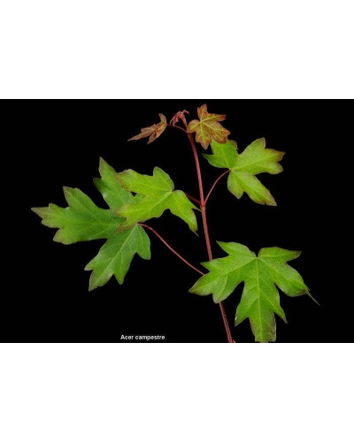 Клен польовий (для живоплоту) | Acer campestre | Клен полевой (для живой изгороди)
