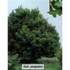 Клен польовий (для живоплоту) | Acer campestre | Клен полевой (для живой изгороди)
