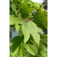 Клен псевдоплатановий / Явір | Acer pseudoplatanus | Клён ложноплатановый / Явор