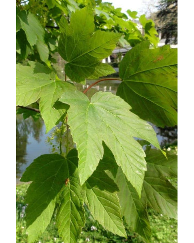 Клен псевдоплатановий / Явір | Acer pseudoplatanus | Клён ложноплатановый / Явор