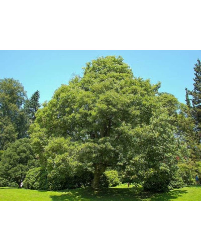 Клен псевдоплатановий / Явір | Acer pseudoplatanus | Клён ложноплатановый / Явор