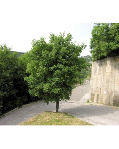 Клен псевдоплатановий / Явір | Acer pseudoplatanus | Клён ложноплатановый / Явор