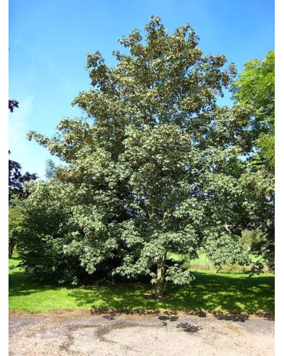 Клен псевдоплатановий / Явір | Acer pseudoplatanus | Клён ложноплатановый / Явор