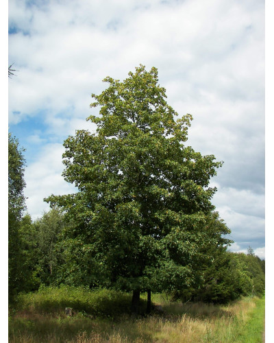 Клен псевдоплатановий / Явір | Acer pseudoplatanus | Клён ложноплатановый / Явор