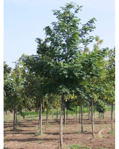Клен псевдоплатановий / Явір | Acer pseudoplatanus | Клён ложноплатановый / Явор