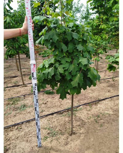 Клен псевдоплатановий / Явір | Acer pseudoplatanus | Клён ложноплатановый / Явор