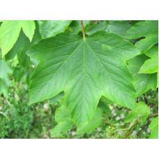 Клен псевдоплатановий / Явір | Acer pseudoplatanus | Клён ложноплатановый / Явор