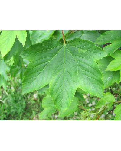 Клен псевдоплатановий / Явір | Acer pseudoplatanus | Клён ложноплатановый / Явор
