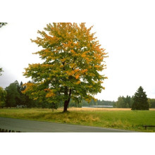 Клен псевдоплатановий / Явір | Acer pseudoplatanus | Клён ложноплатановый / Явор