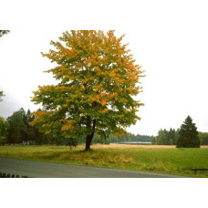 Клен псевдоплатановий / Явір | Acer pseudoplatanus | Клён ложноплатановый / Явор