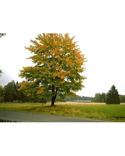 Клен псевдоплатановий / Явір | Acer pseudoplatanus | Клён ложноплатановый / Явор