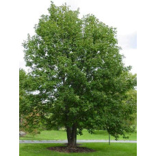 Клен псевдоплатановий / Явір | Acer pseudoplatanus | Клён ложноплатановый / Явор