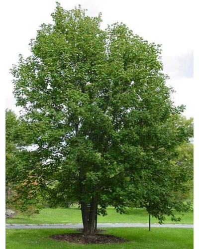 Клен псевдоплатановий / Явір | Acer pseudoplatanus | Клён ложноплатановый / Явор
