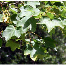 Клен псевдоплатановий / Явір | Acer pseudoplatanus | Клён ложноплатановый / Явор