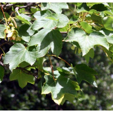 Клен псевдоплатановий / Явір | Acer pseudoplatanus | Клён ложноплатановый / Явор