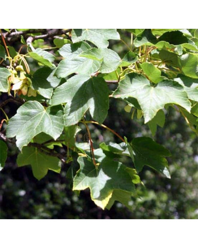 Клен псевдоплатановий / Явір | Acer pseudoplatanus | Клён ложноплатановый / Явор