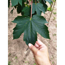 Клен псевдоплатановий / Явір | Acer pseudoplatanus | Клён ложноплатановый / Явор