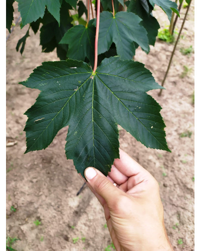 Клен псевдоплатановий / Явір | Acer pseudoplatanus | Клён ложноплатановый / Явор