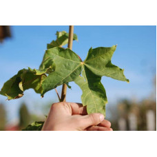 Клен псевдоплатановий / Явір | Acer pseudoplatanus | Клён ложноплатановый / Явор