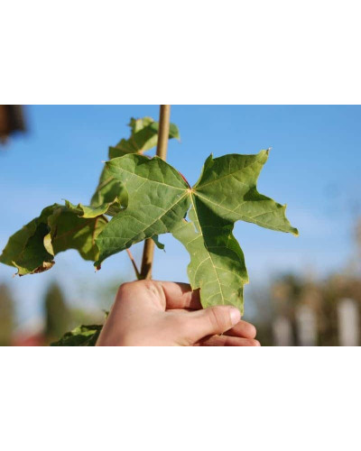 Клен псевдоплатановий / Явір | Acer pseudoplatanus | Клён ложноплатановый / Явор
