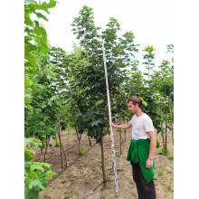 Клен псевдоплатановий / Явір | Acer pseudoplatanus | Клён ложноплатановый / Явор