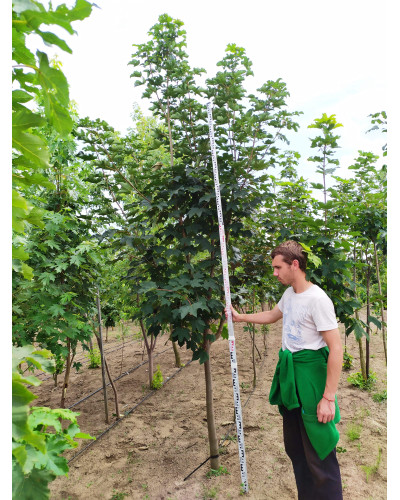 Клен псевдоплатановий / Явір | Acer pseudoplatanus | Клён ложноплатановый / Явор