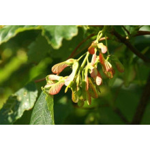 Клен псевдоплатановий / Явір | Acer pseudoplatanus | Клён ложноплатановый / Явор