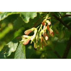 Клен псевдоплатановий / Явір | Acer pseudoplatanus | Клён ложноплатановый / Явор