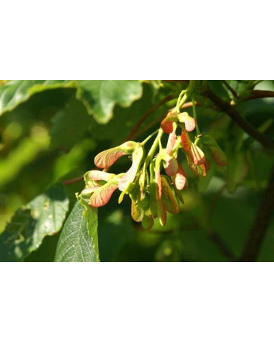 Клен псевдоплатановий / Явір | Acer pseudoplatanus | Клён ложноплатановый / Явор