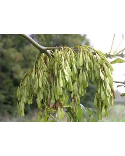 Ясен звичайний | Ясень обыкновенный | Fraxinus excelsior