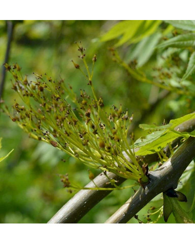 Ясен звичайний | Ясень обыкновенный | Fraxinus excelsior