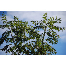 Ясен звичайний | Ясень обыкновенный | Fraxinus excelsior