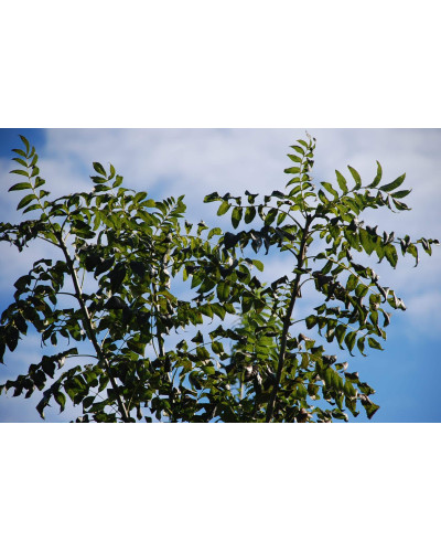 Ясен звичайний | Ясень обыкновенный | Fraxinus excelsior