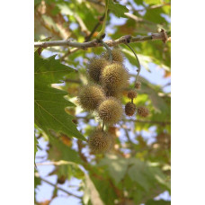 Платан кленолистий | Платан клёнолистный | Platanus x hispanica Acerifolia