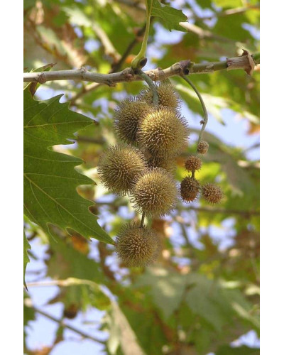 Платан кленолистий | Платан клёнолистный | Platanus x hispanica Acerifolia