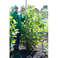Платан кленолистий | Платан клёнолистный | Platanus x hispanica Acerifolia