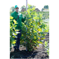 Платан кленолистий | Платан клёнолистный | Platanus x hispanica Acerifolia