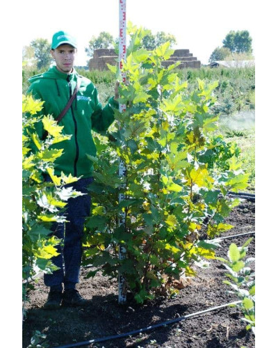 Платан кленолистий | Платан клёнолистный | Platanus x hispanica Acerifolia