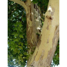 Платан кленолистий | Платан клёнолистный | Platanus x hispanica Acerifolia